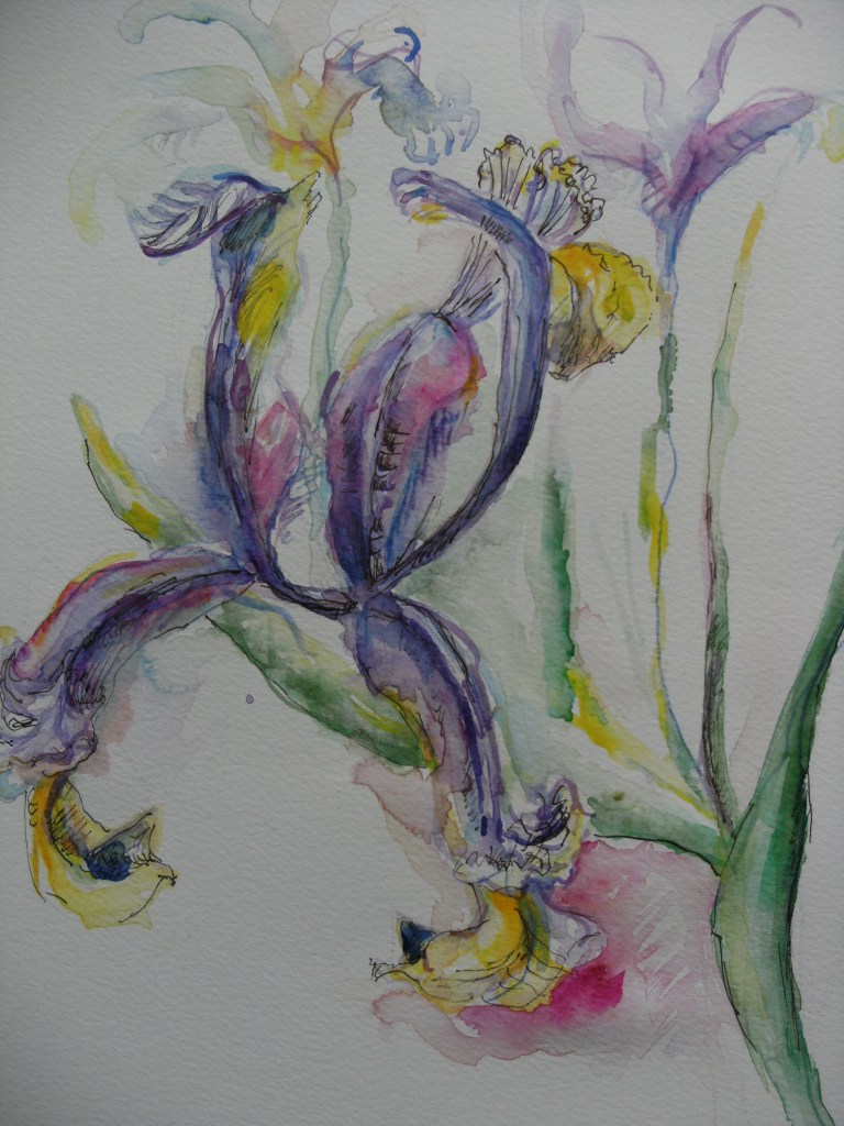 Printemps-Iris-Nadia-Baumgart