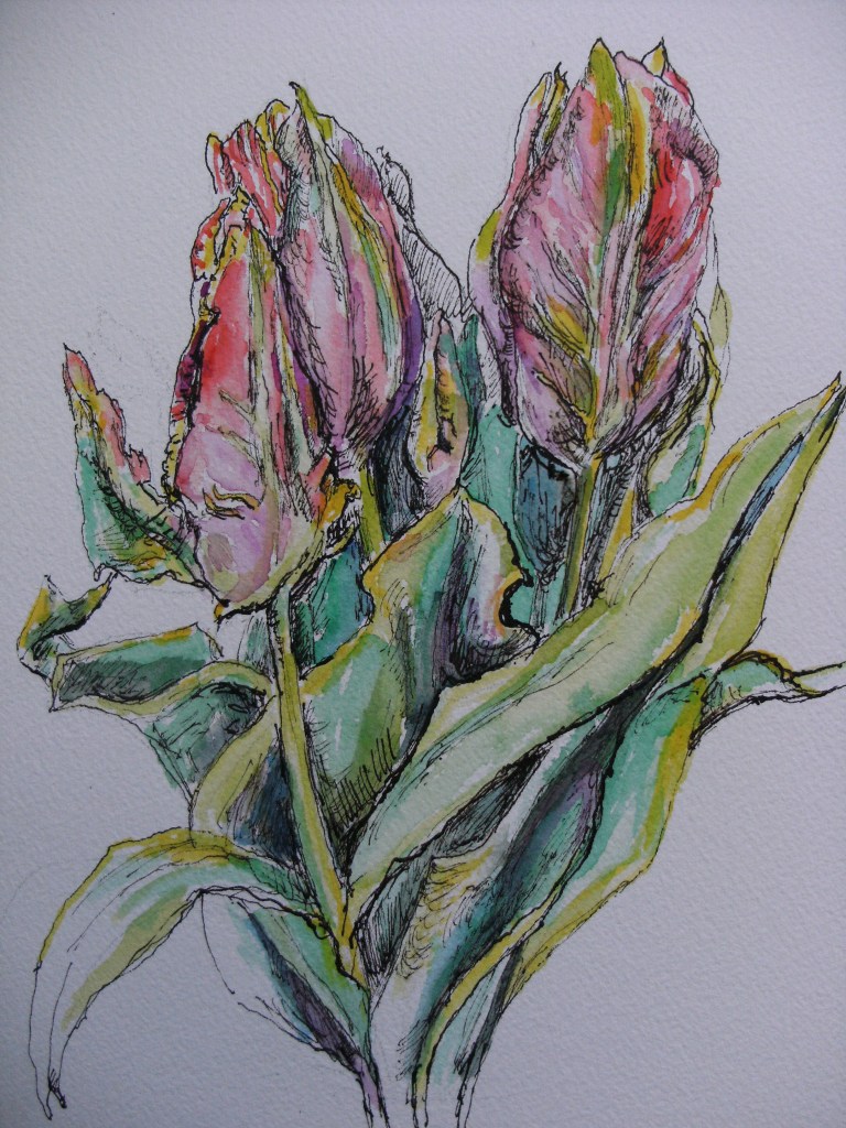 Tulip-Papageientulpe-Zeichnung-Nadia-Baumgart
