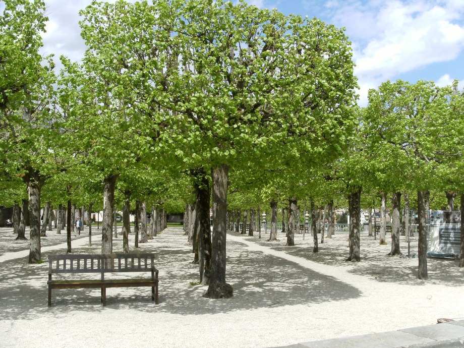 Buchen-Schlosspark-Weilburg