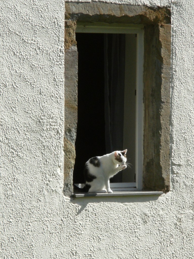 Katze-leckend-Nadia-Baumgart