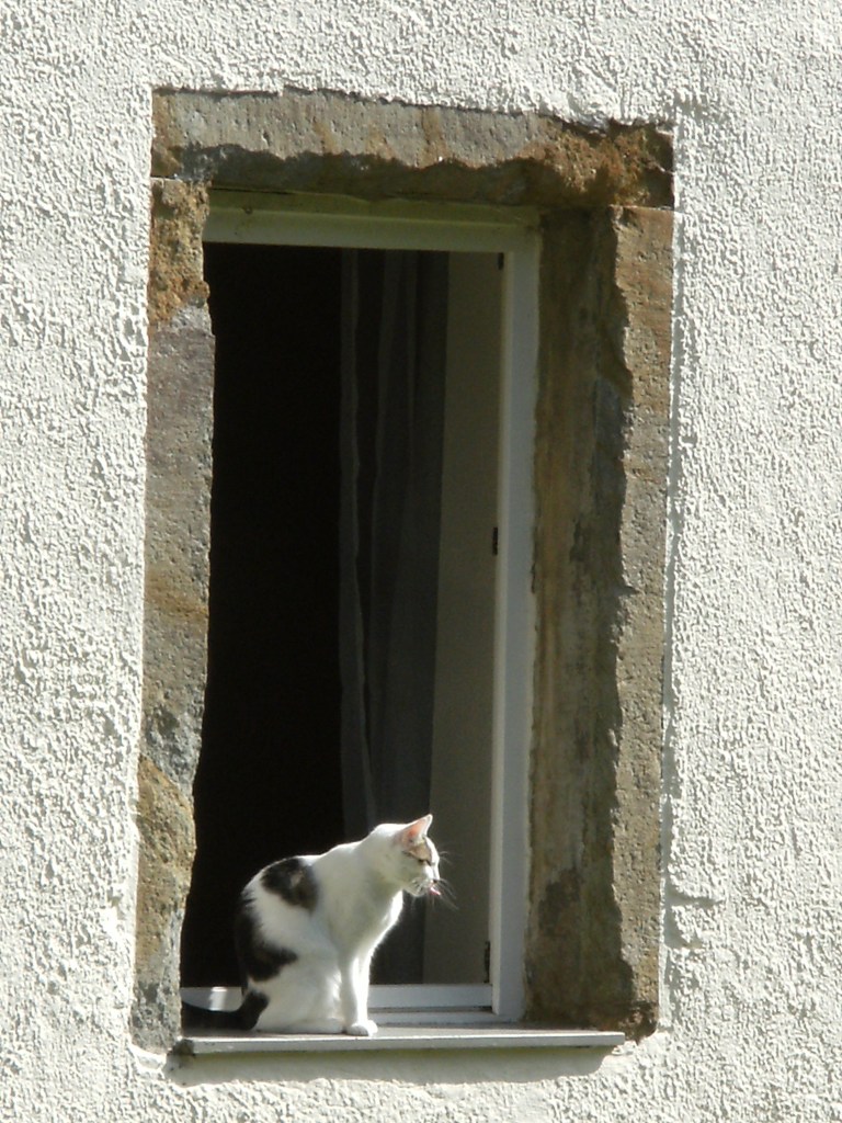 Katze-Zunge-Fenster-Nadia-Baumgart