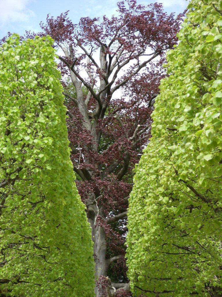 Blutbuche-Schlosspark-Weilburg