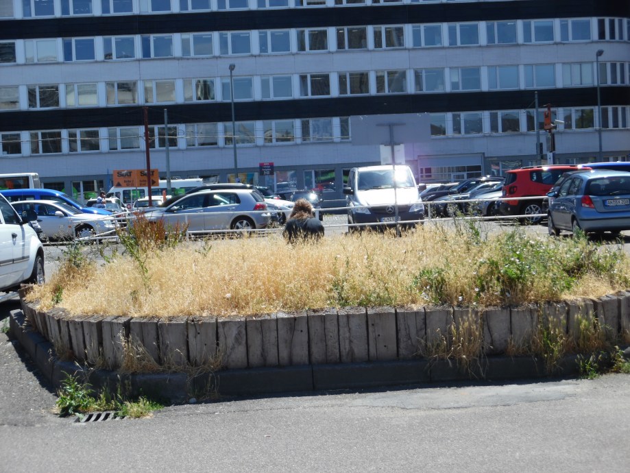 Natur-in-der-Großstadt-Nadia-Baumgart-Frankfurt