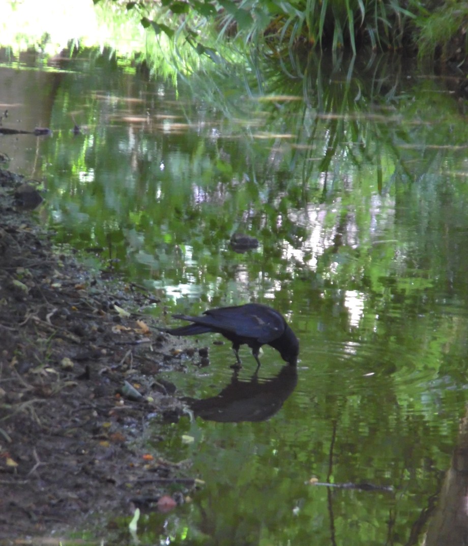 Trinkende-Kraehe-Nerotal-Wiesbaden-Nadia-Baumgart
