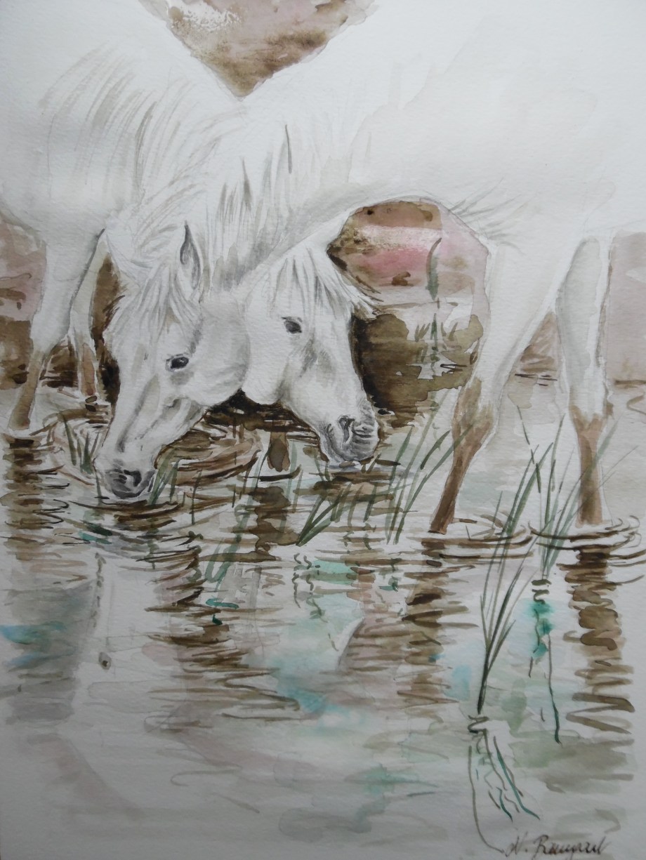 cheval-camargue-marais-aquarelle-white-horses-watercolour-Nadia-Baumgart