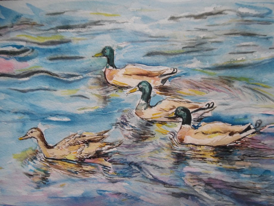 Enten-Canards-Aquarell-Watercolour-Nadia-Baumgart