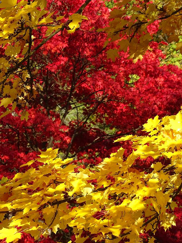 Autumn-leaves-Foto-Nadia-baumgart