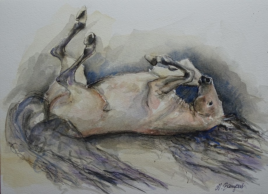 sich-wälzendes-pferd-zeichnung-nadia-baumgart