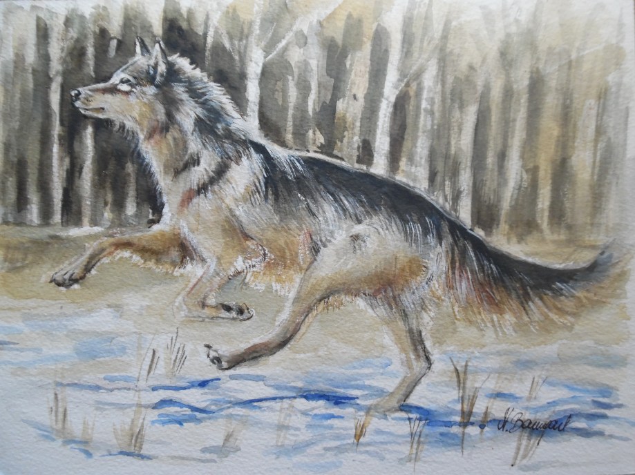 Wolf-Lupo-Auqarell-Watercolour-Nadia-Baumgart