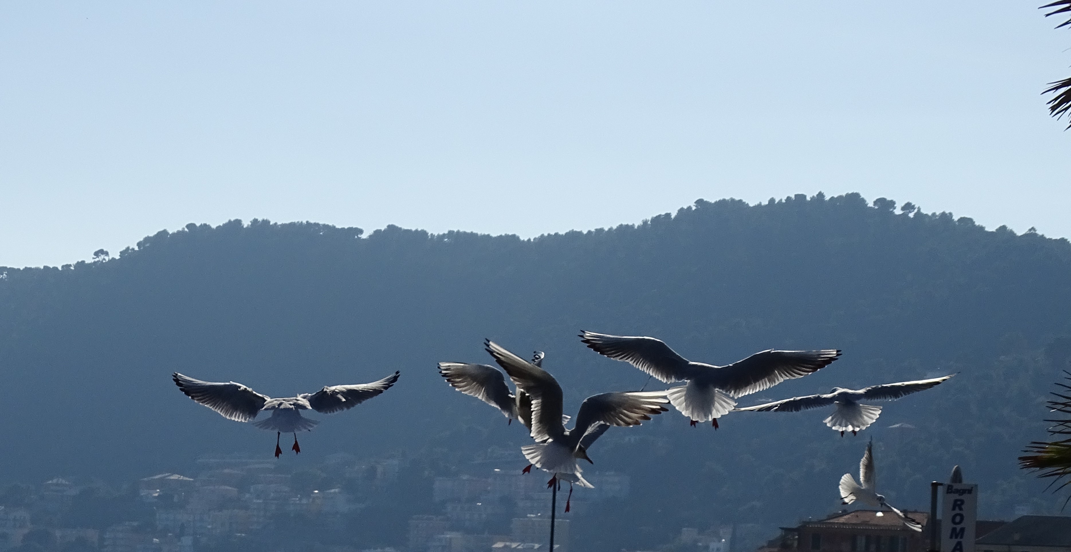 Möwen-Nadia-Baumgart