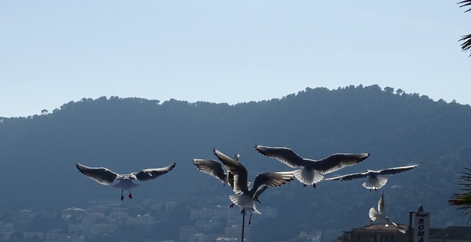Möwen-Nadia-Baumgart