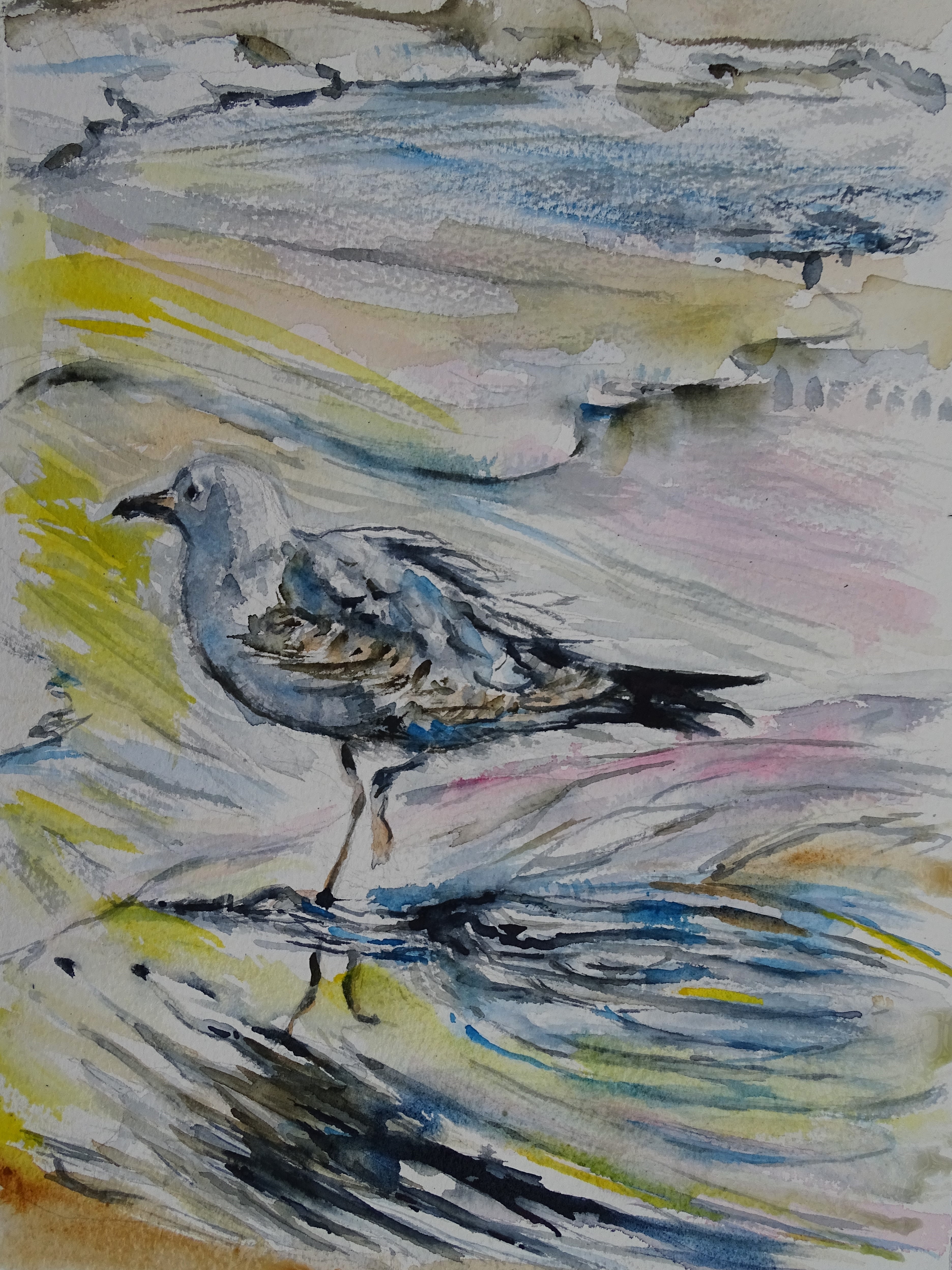 Mouette-aquarelle-Nadia-Baumgart