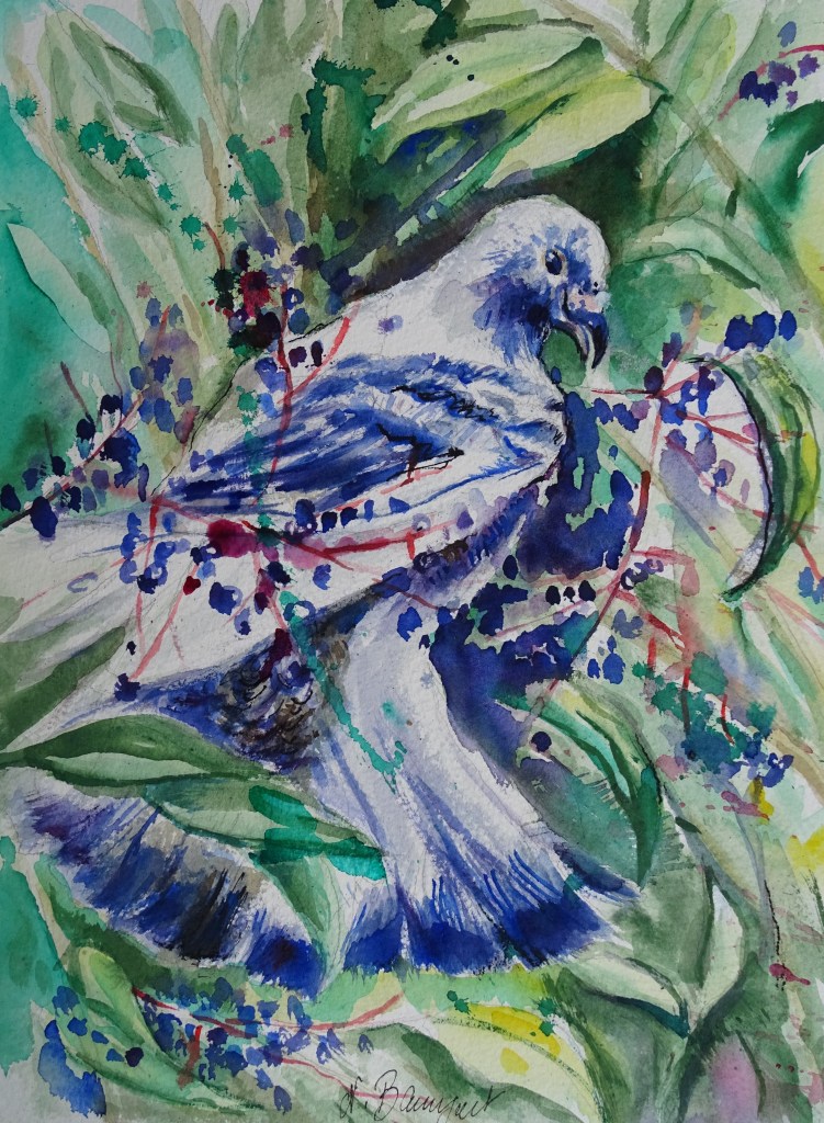 Pigeon-Taube-Nadia-Baumgart-Aquarell