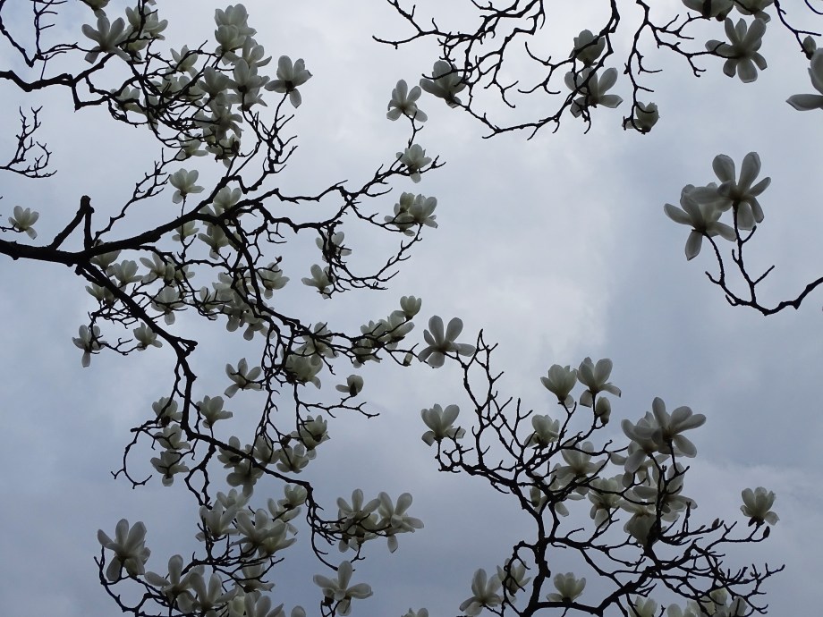 2-Magnolien-Foto-2a-Nadia-Baumgart