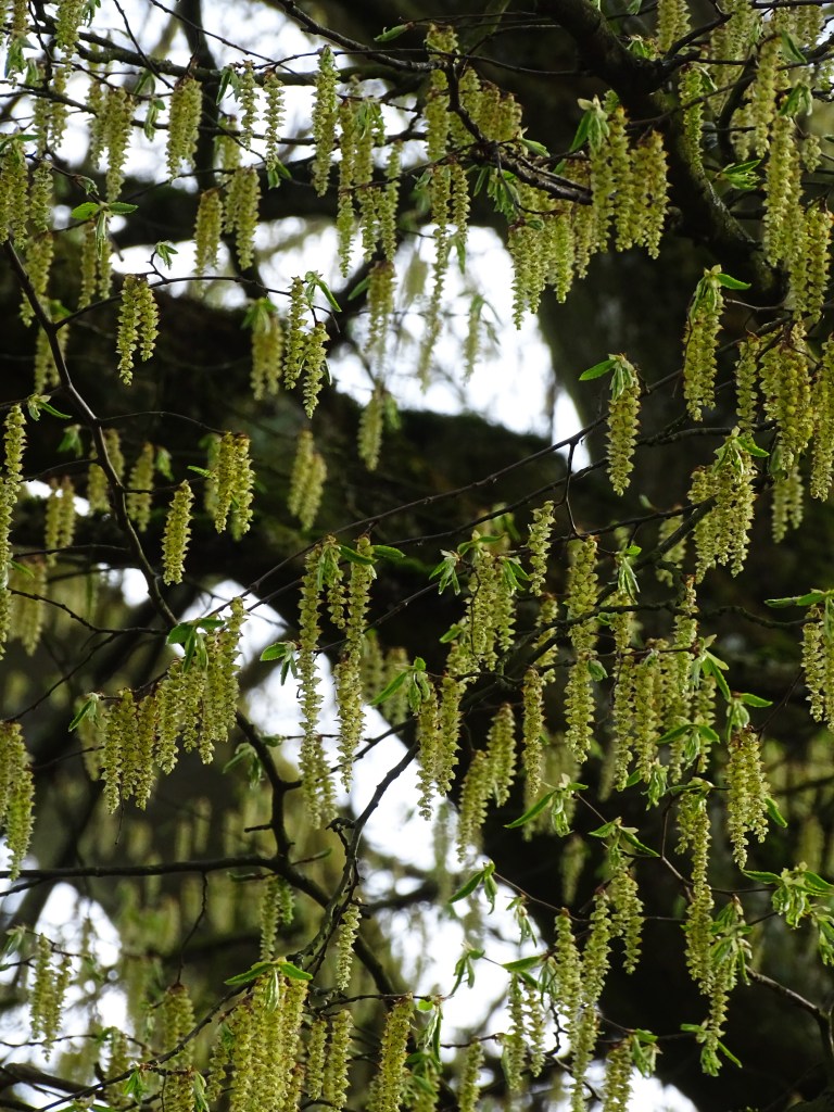 3-Weide-Foto-Nadia-Baumgart