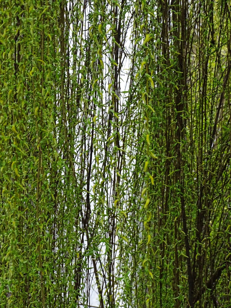 4-Weide-Foto-Nadia-Baumgart