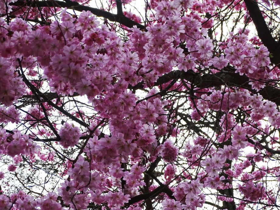 5-Blüten-Foto-Nadia-Baumgart