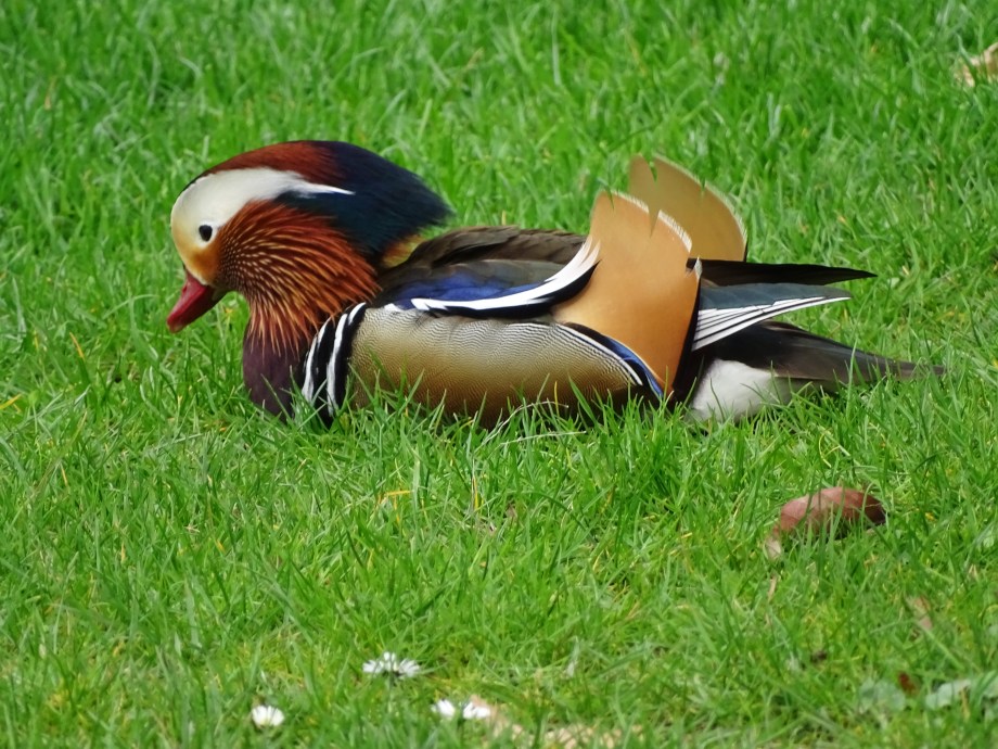 6-Ente-Foto-Nadia-Baumgart