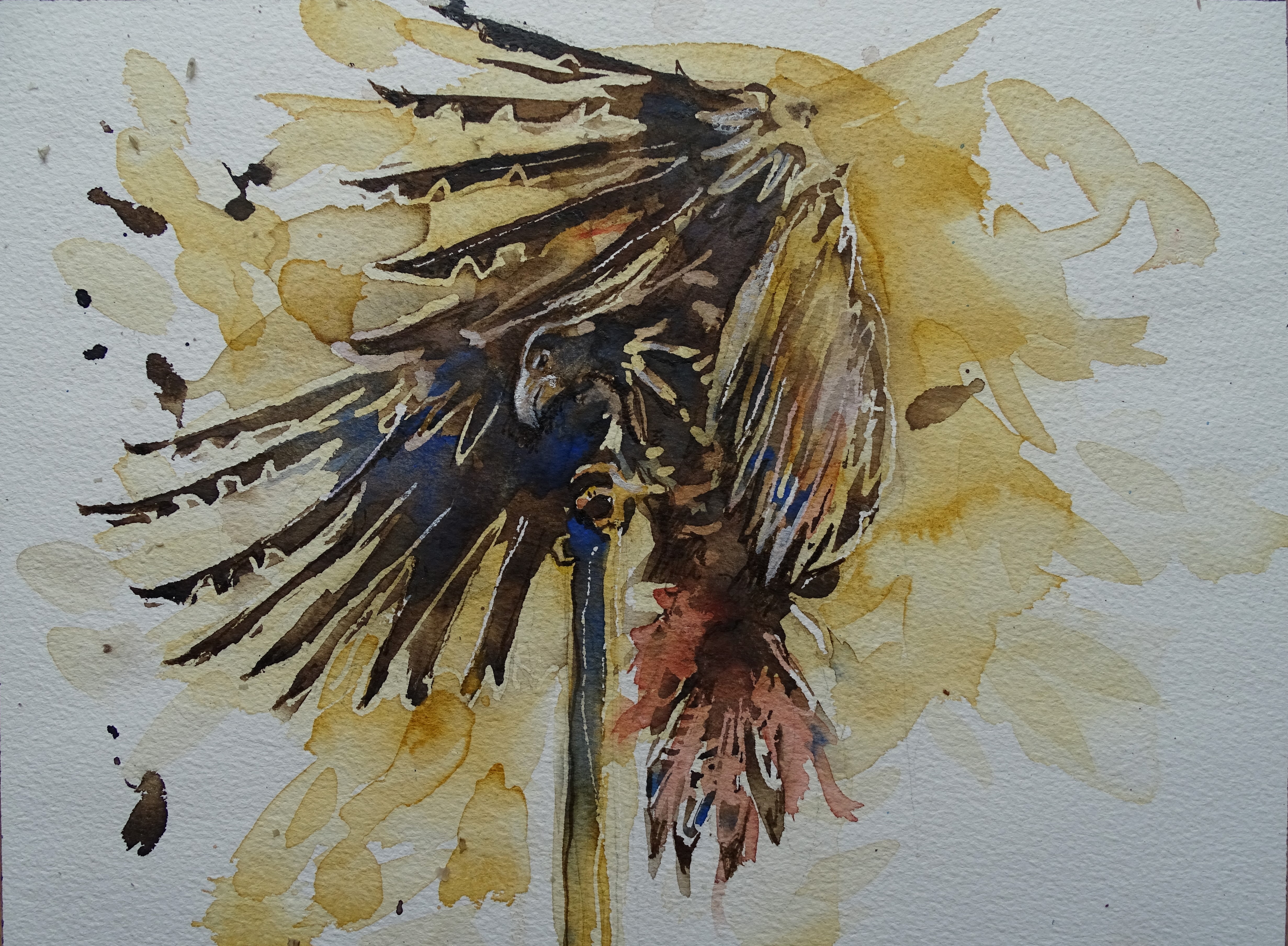 Adler-Aquarell-Nadia-Baumgart