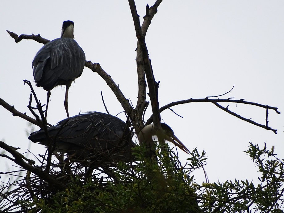 Familienleben-Reiher-Foto-Nadia-Baumgart