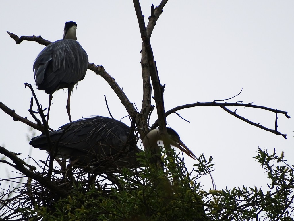 Familienleben-Reiher-Foto-Nadia-Baumgart