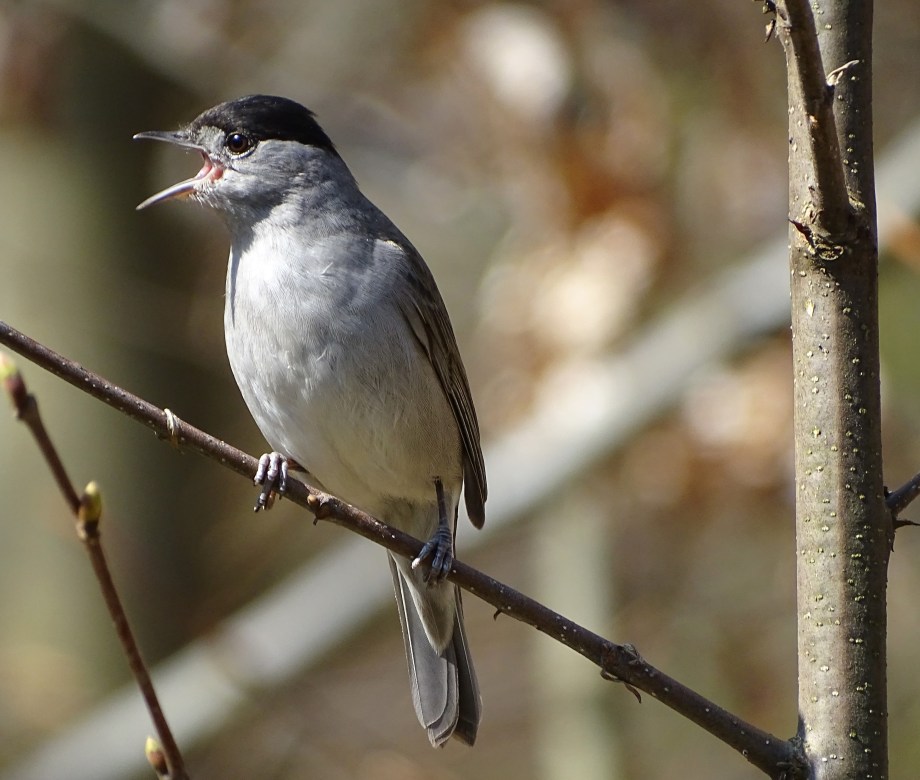 Mönchsgrasmücke-Foto-Nadia-Baumgart