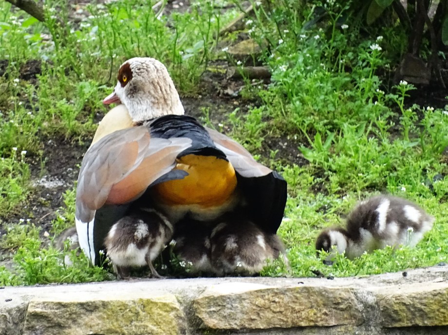 Nilgaense-Foto-Nadia-Baumgart