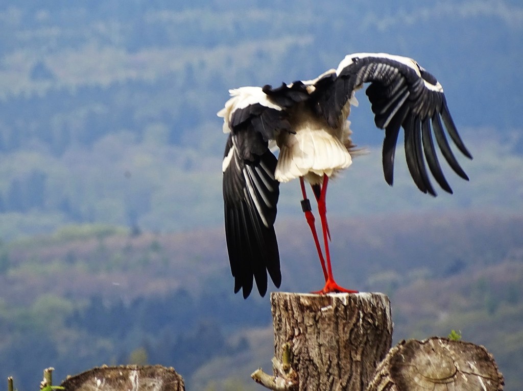 Verneigung-Kuenstler-Frack-Foto-Nadia-Baumgart