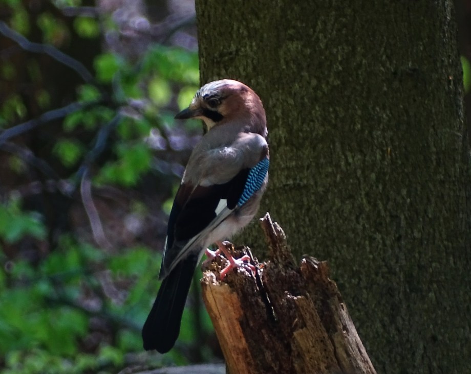 Eichelhäher-Foto-Nadia-Baumgart