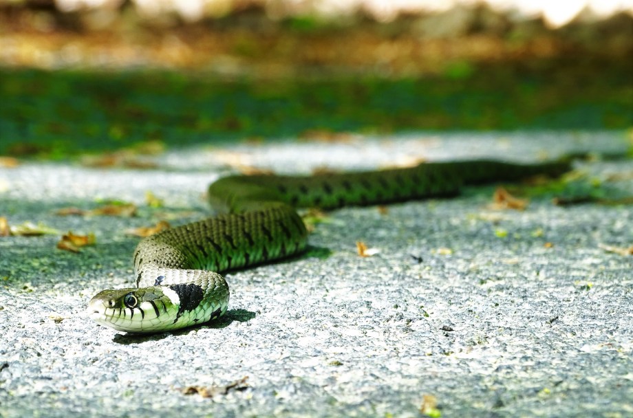 Ringelnatter-Wiesbaden-Nadia-Baumgart