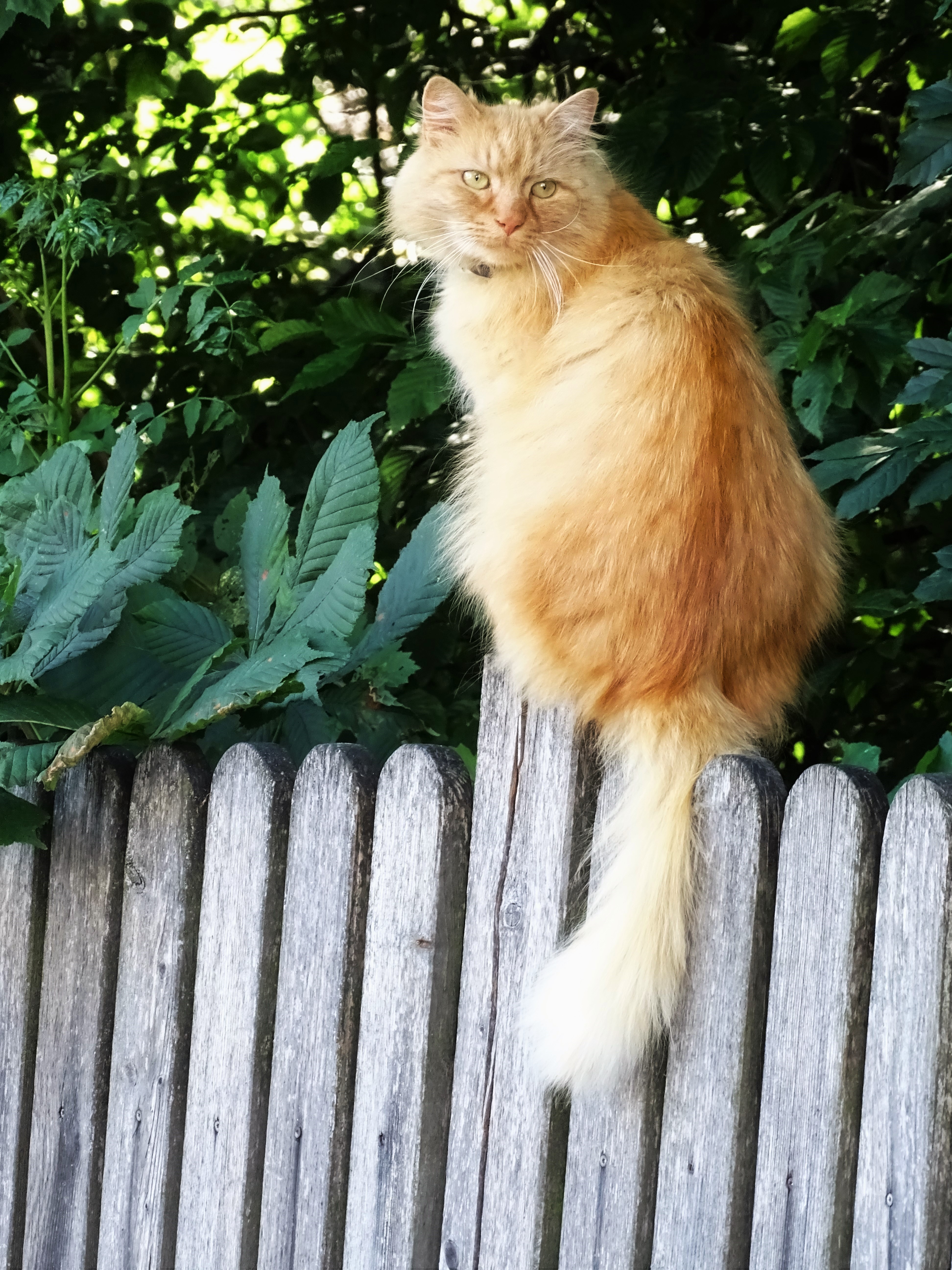 Bayerische-Katze-Nadia-Baumgart