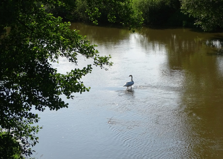 Schwan-Rott-Nadia-Baumgart