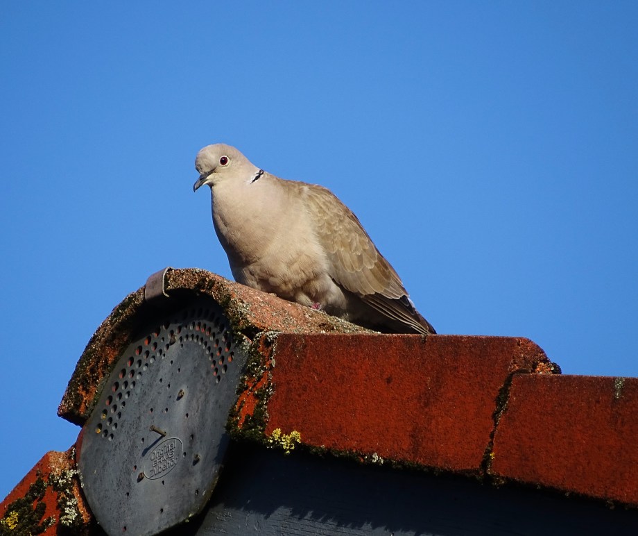 Taube-Nadia-Baumgart