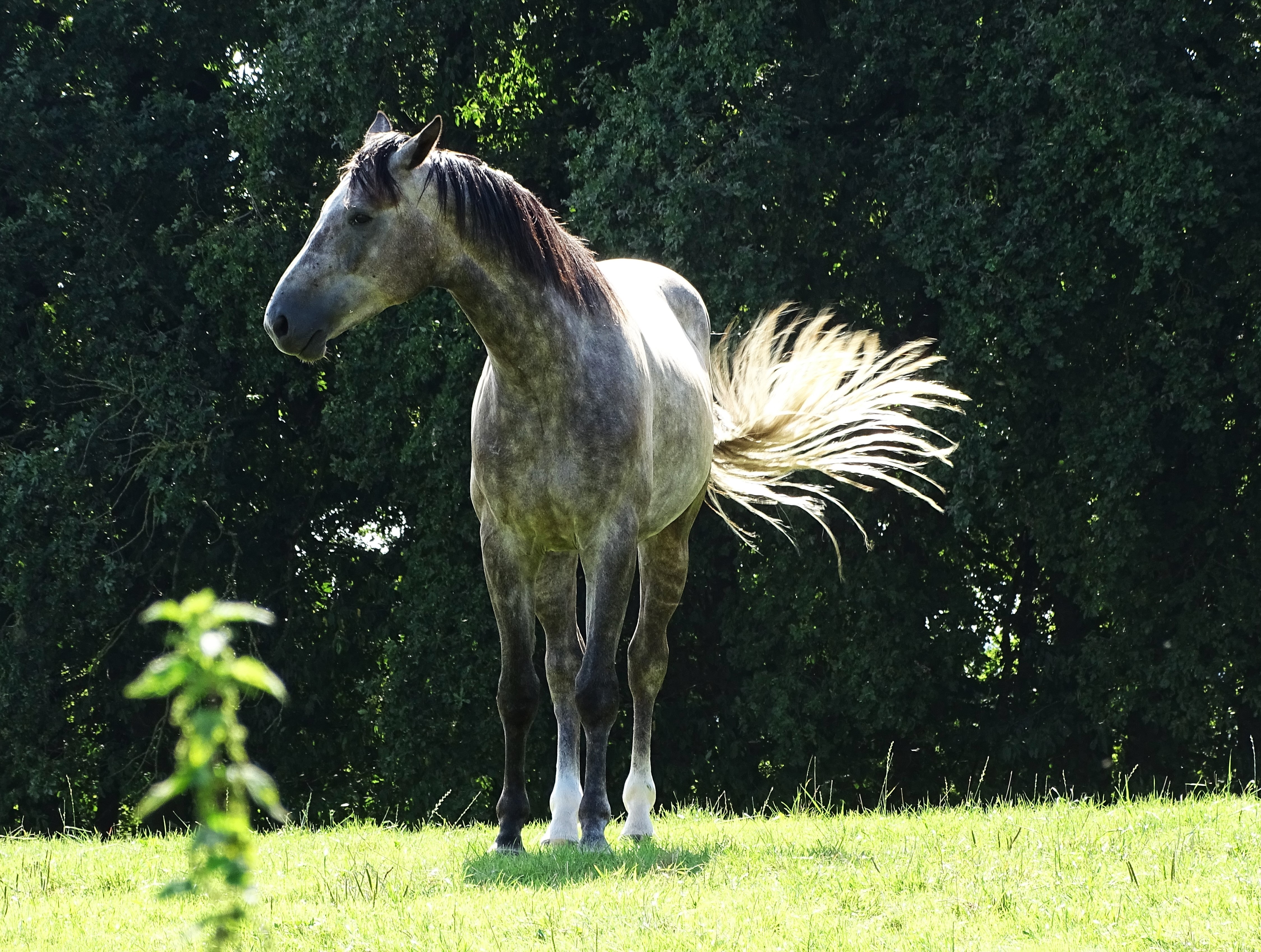 Light-horse-Nadia-Baumgart