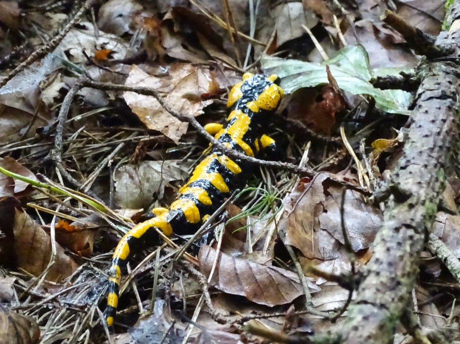 feuersalamander-foto-nadia-baumgart