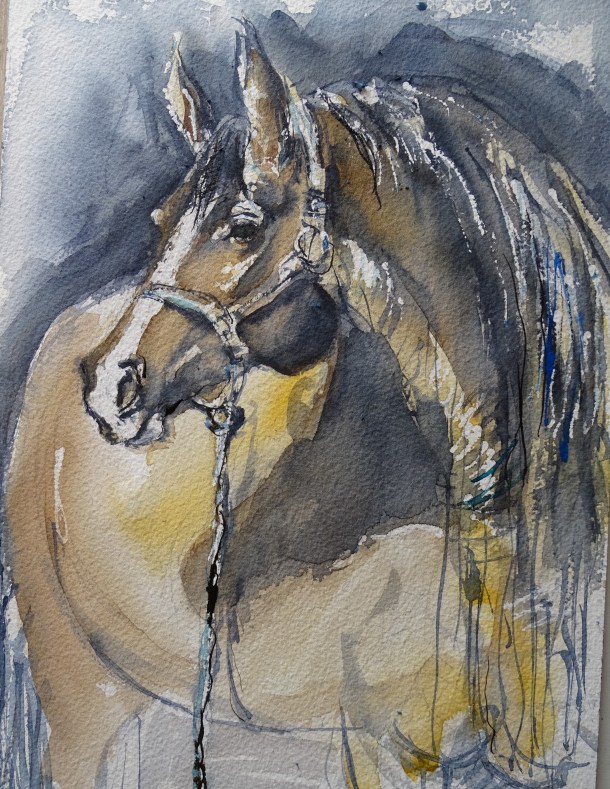 cheval-pferd-aquarell-nadia-baumgart