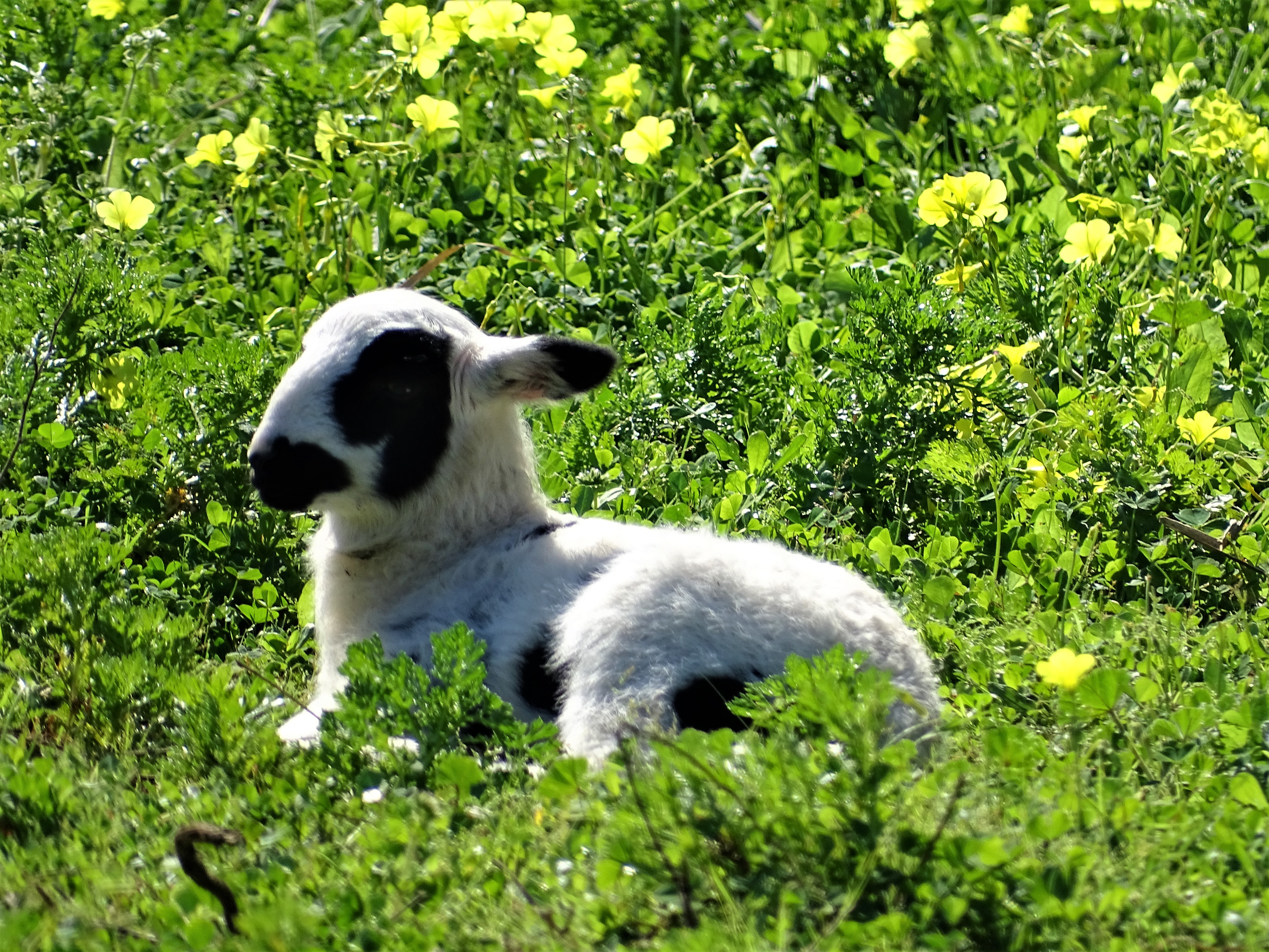 lamm-fruehling-in-kreta