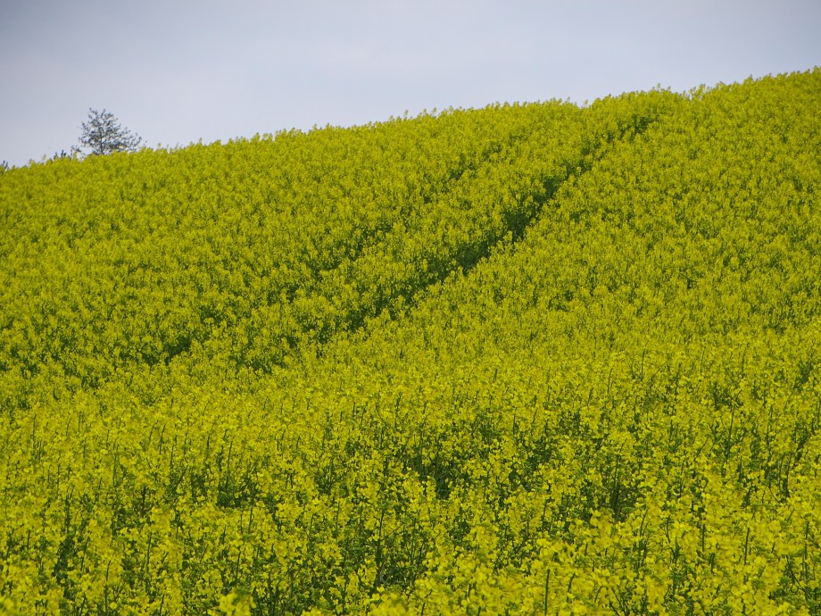 a-yellow-world-Foto-Nadia-Baumgart