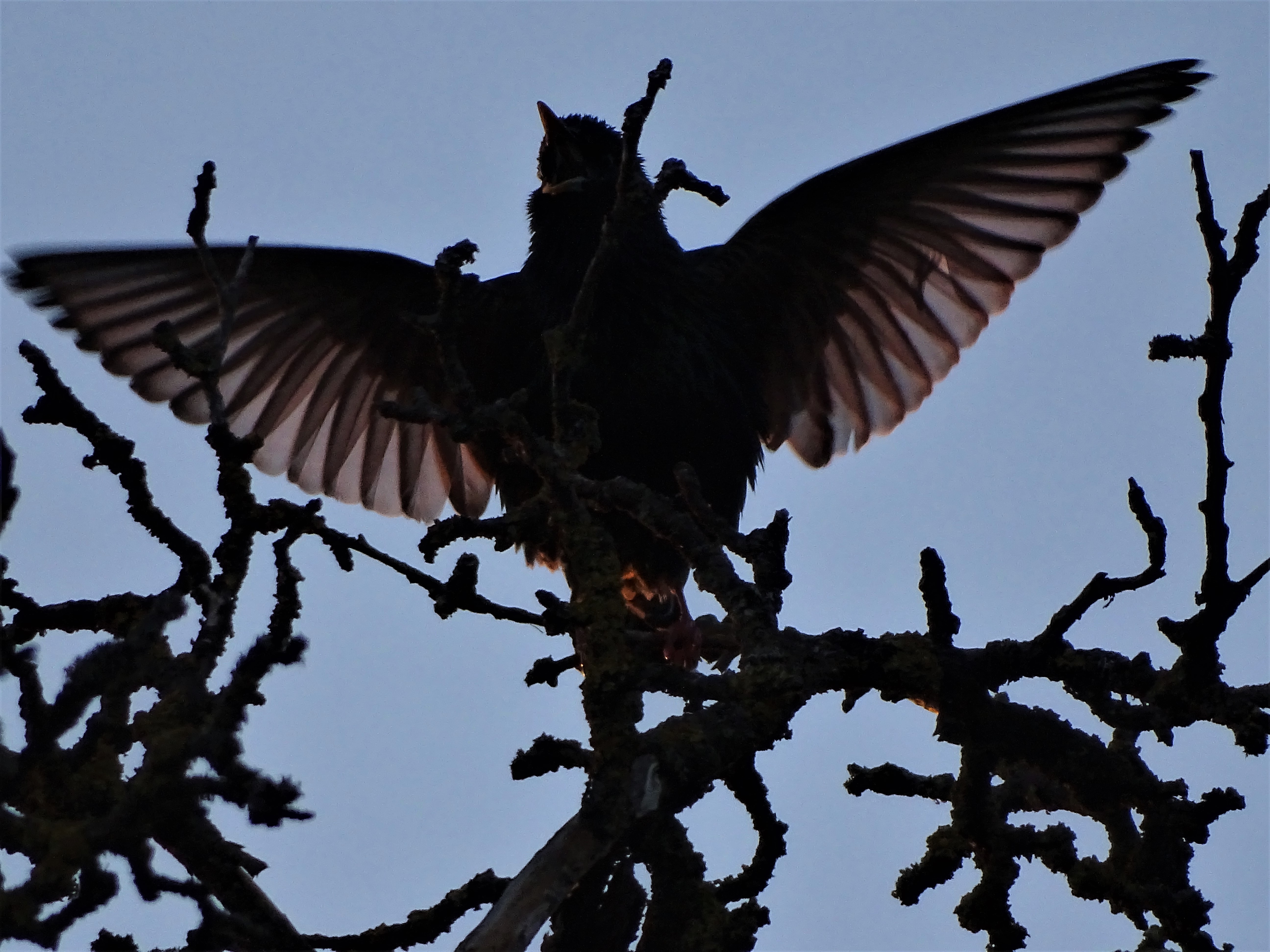 Amsel-Abendgesang-Fotos-Nadia-Baumgart