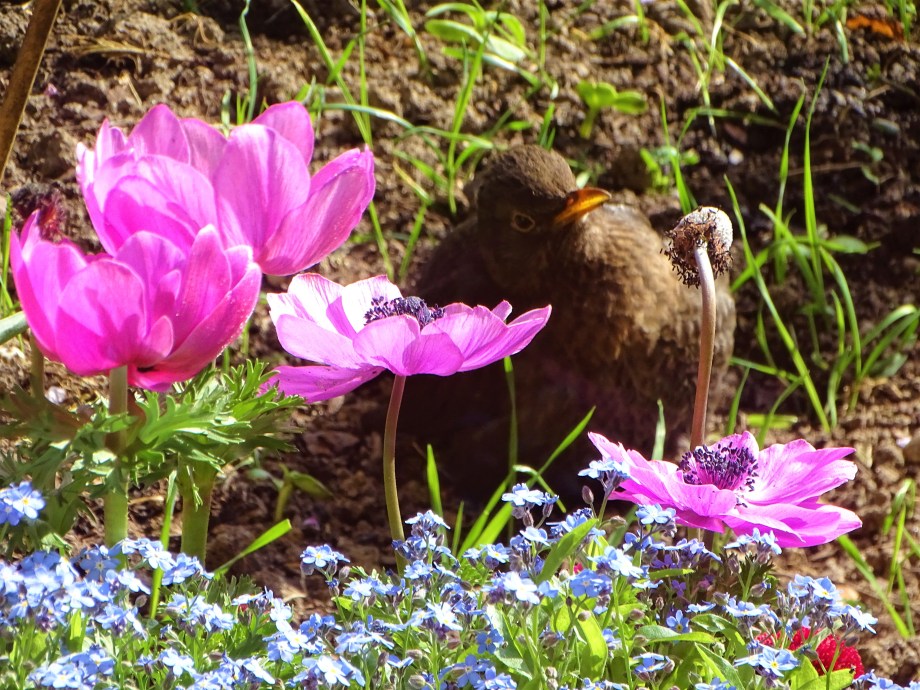 amsel-im-garten-fotos-nadia-baumgart