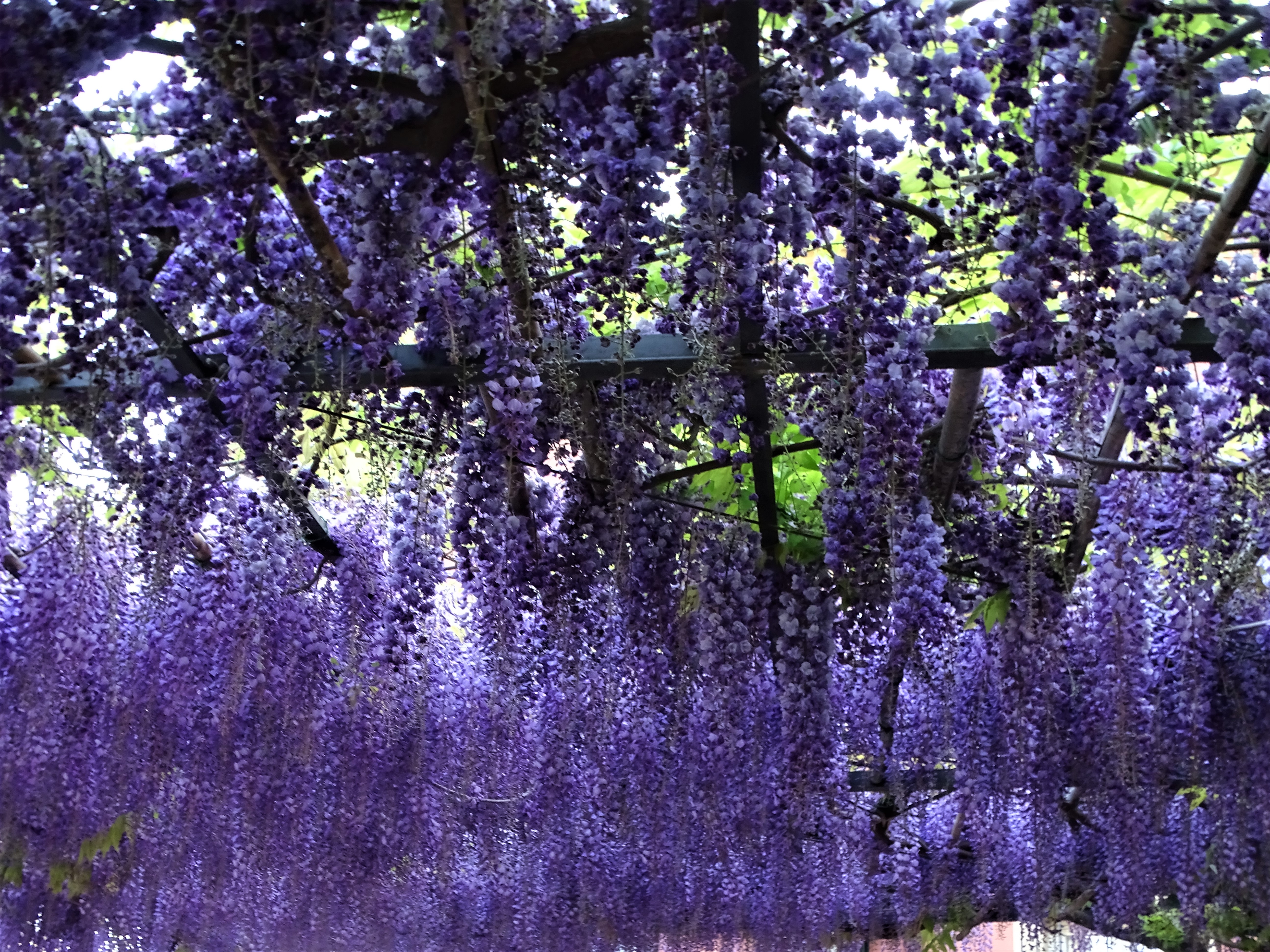 Glizinienmeer-Fotos-Nadia-Baumgart