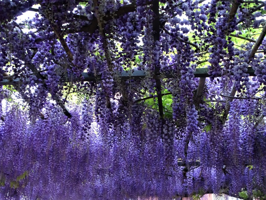 Glizinienmeer-Fotos-Nadia-Baumgart