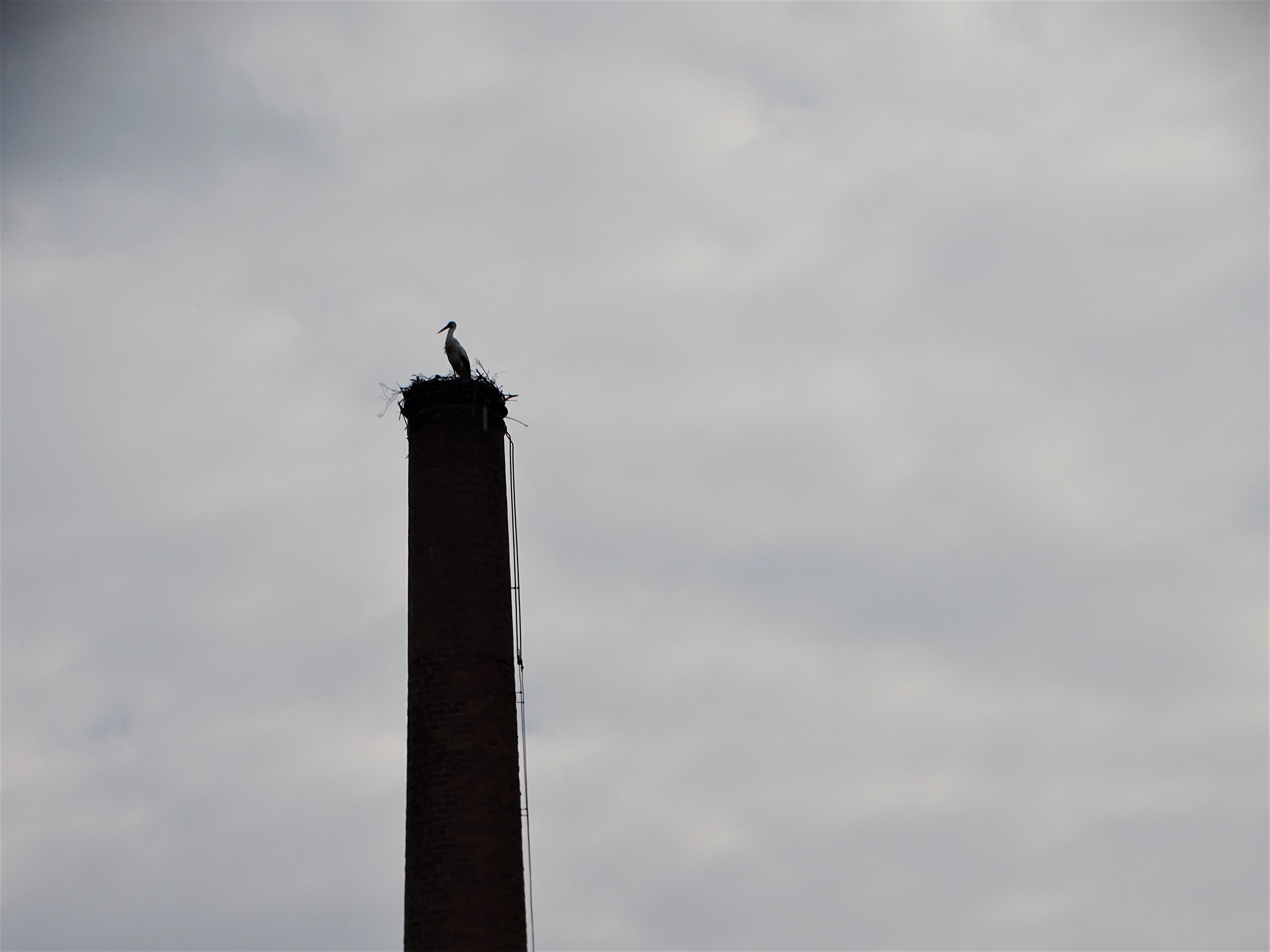 Storch-in-Bad-Birnbach-Fotos-Nadia-Baumgart