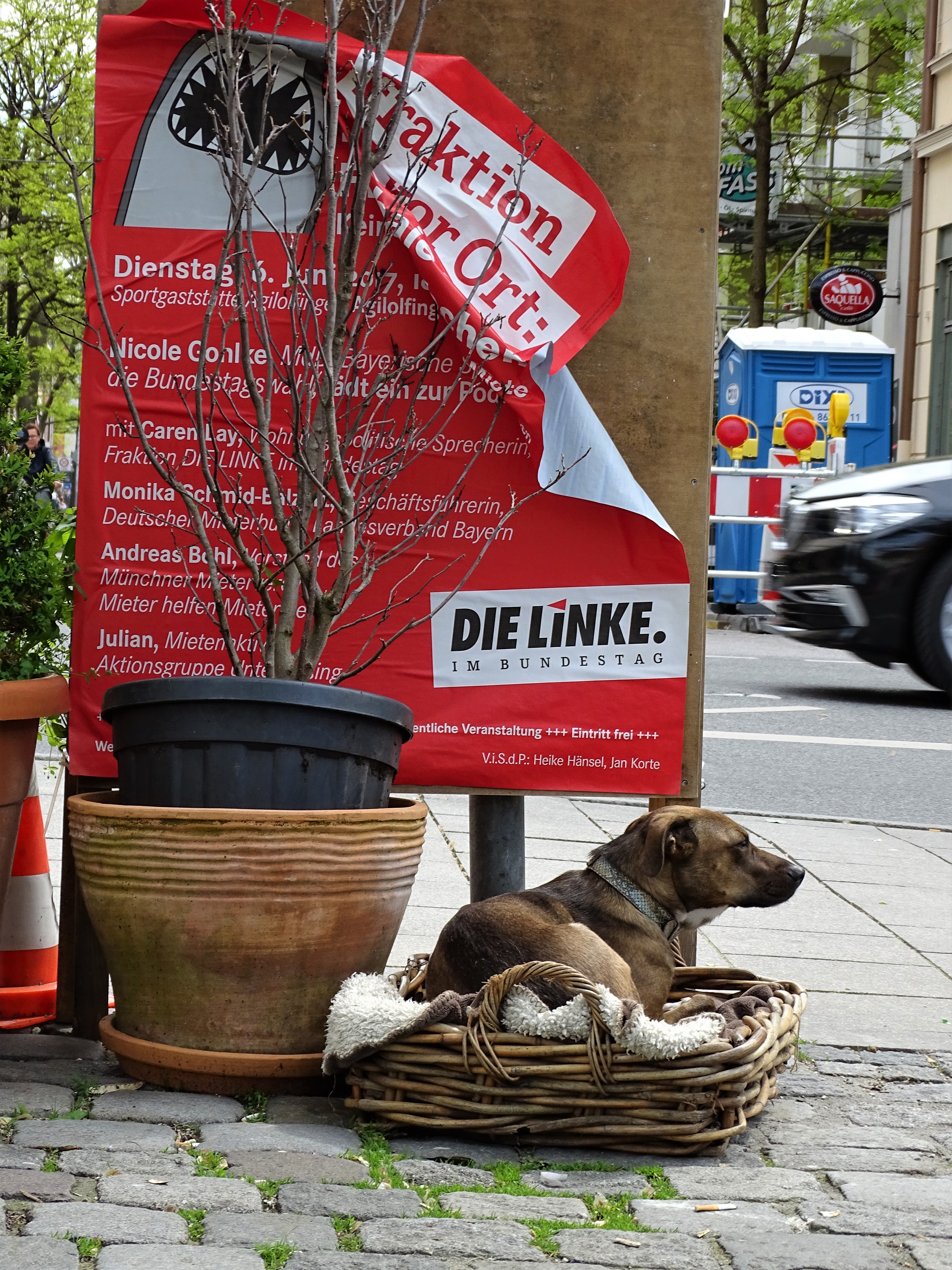 ein-linker-hund-fotos-nadia-baumgart