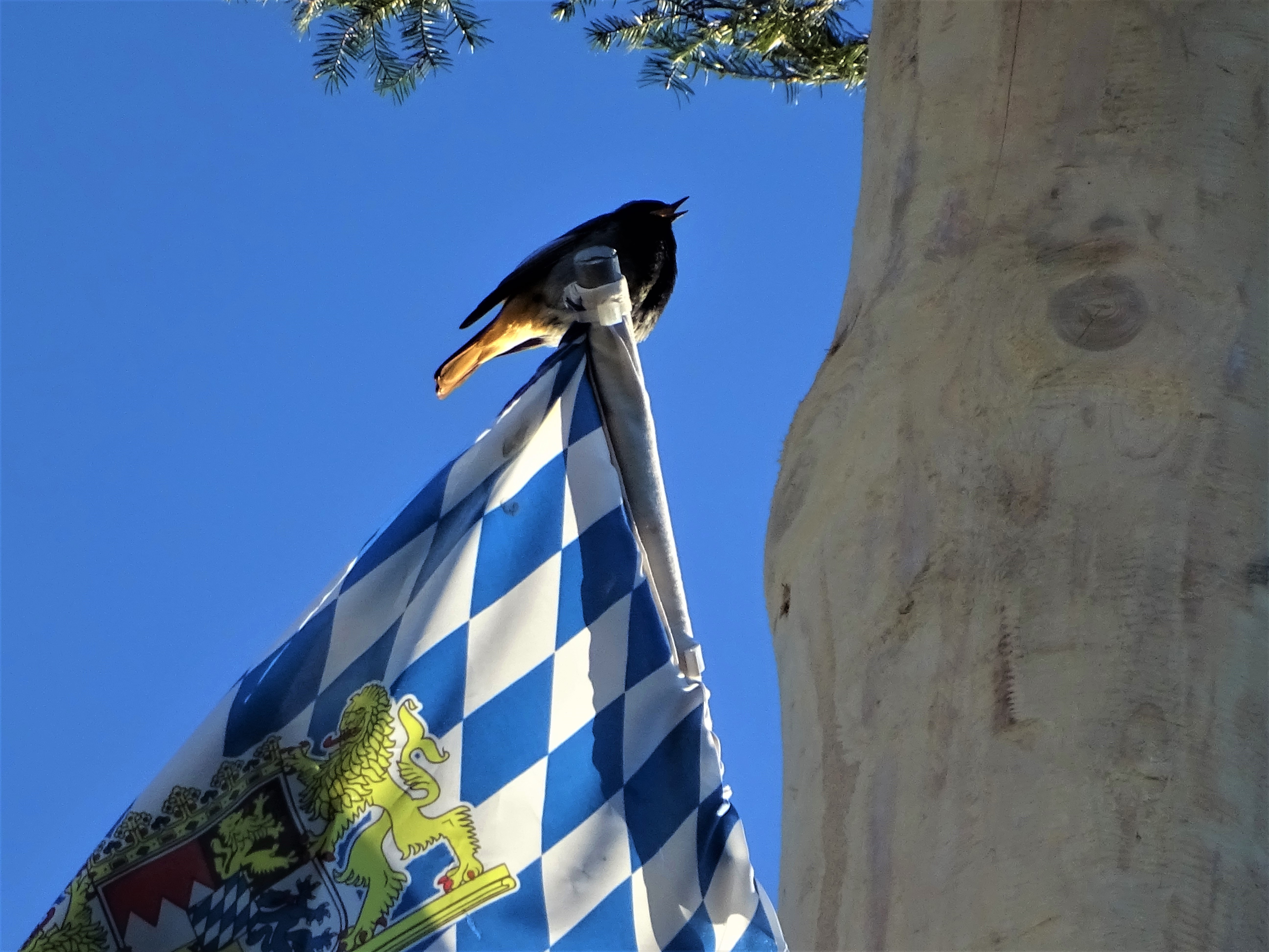 Gartenrotschwanz-Maibaum-Fotos-Nadia-Baumgart-3
