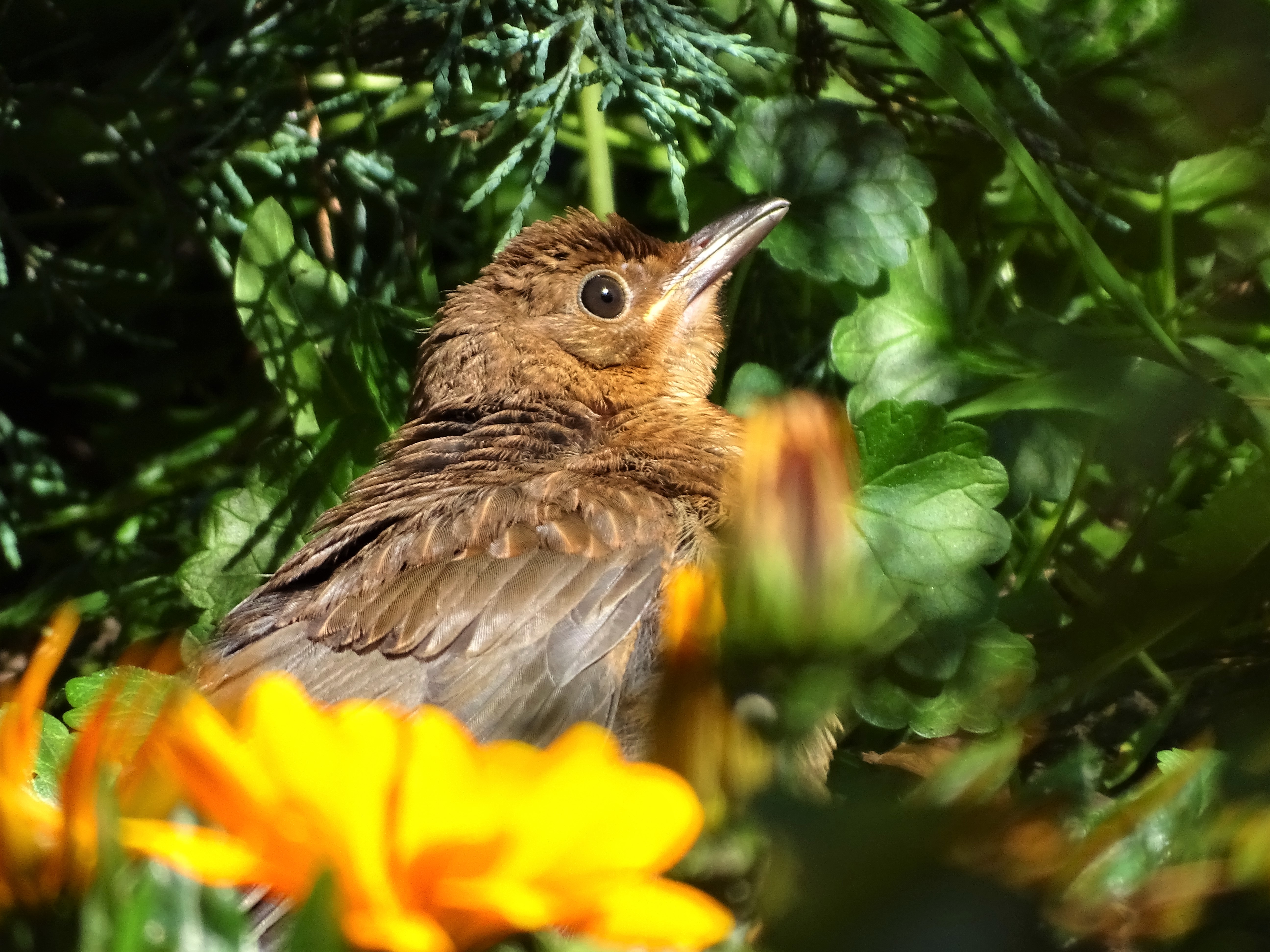 Junge-Amsel-Nadia-Baumgart
