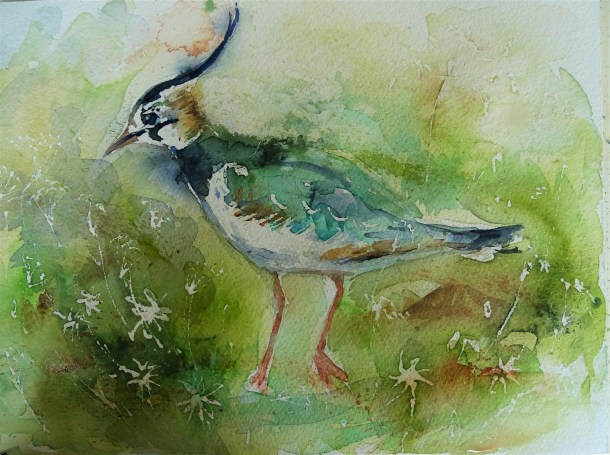 Kiebitz-Bayern-Aquarell-Nadia-Baumgart