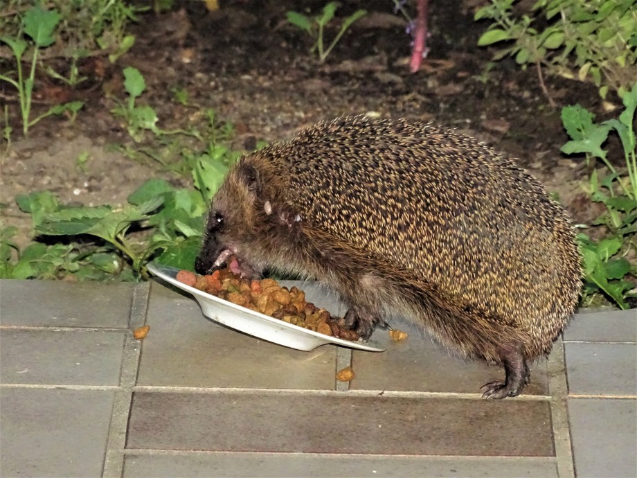 Igor-Igel-Foto-Nadia-Baumgart