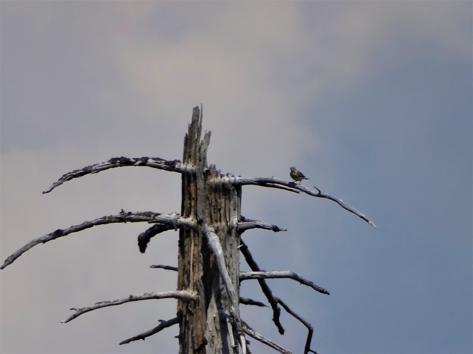 Lerche-Dreisesselberg-Foto-Nadia-Baumgart