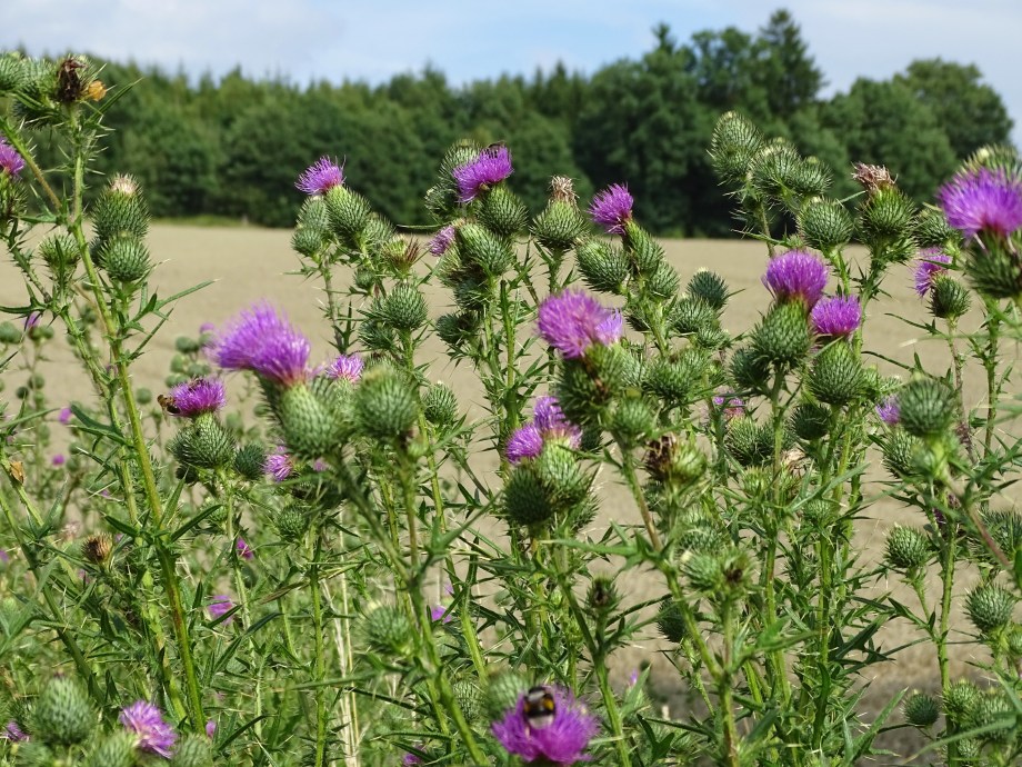Disteln-Foto-nadia-baumgart